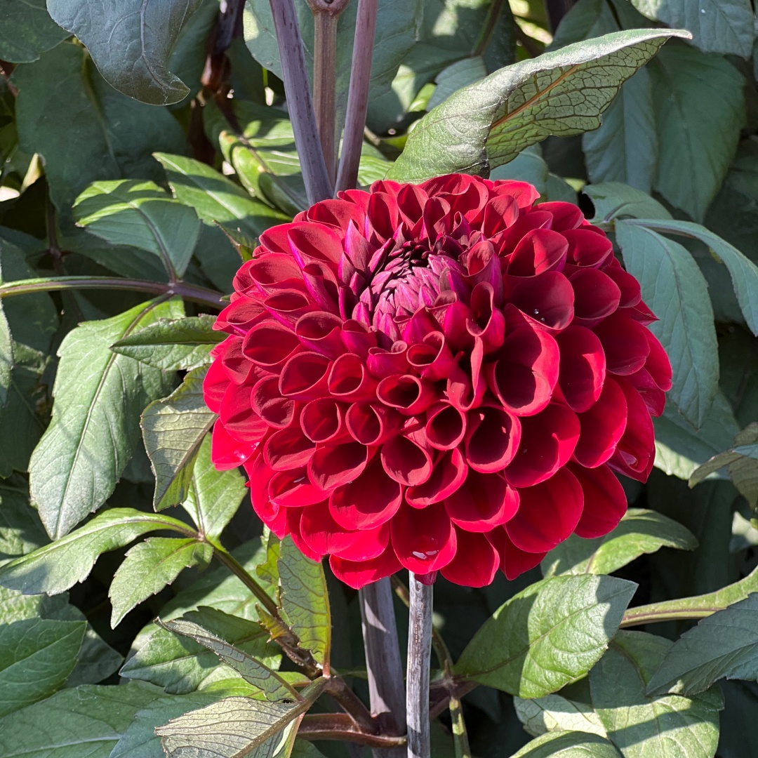 Dekorativdahlia 'Baccara'