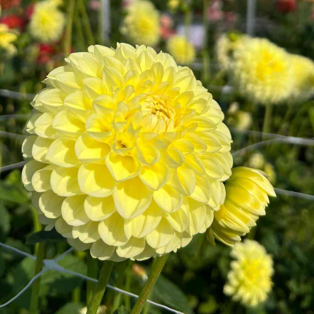 Bolldahlia 'Banana Baby'