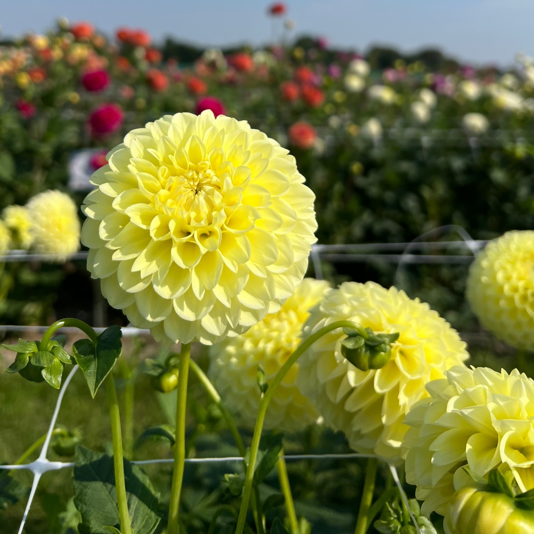 Bolldahlia 'Banana Baby'