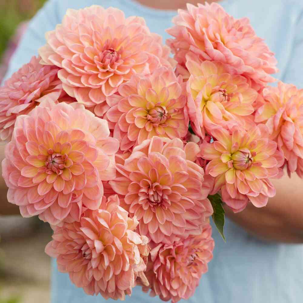 Dekorativdahlia 'Bestseller'