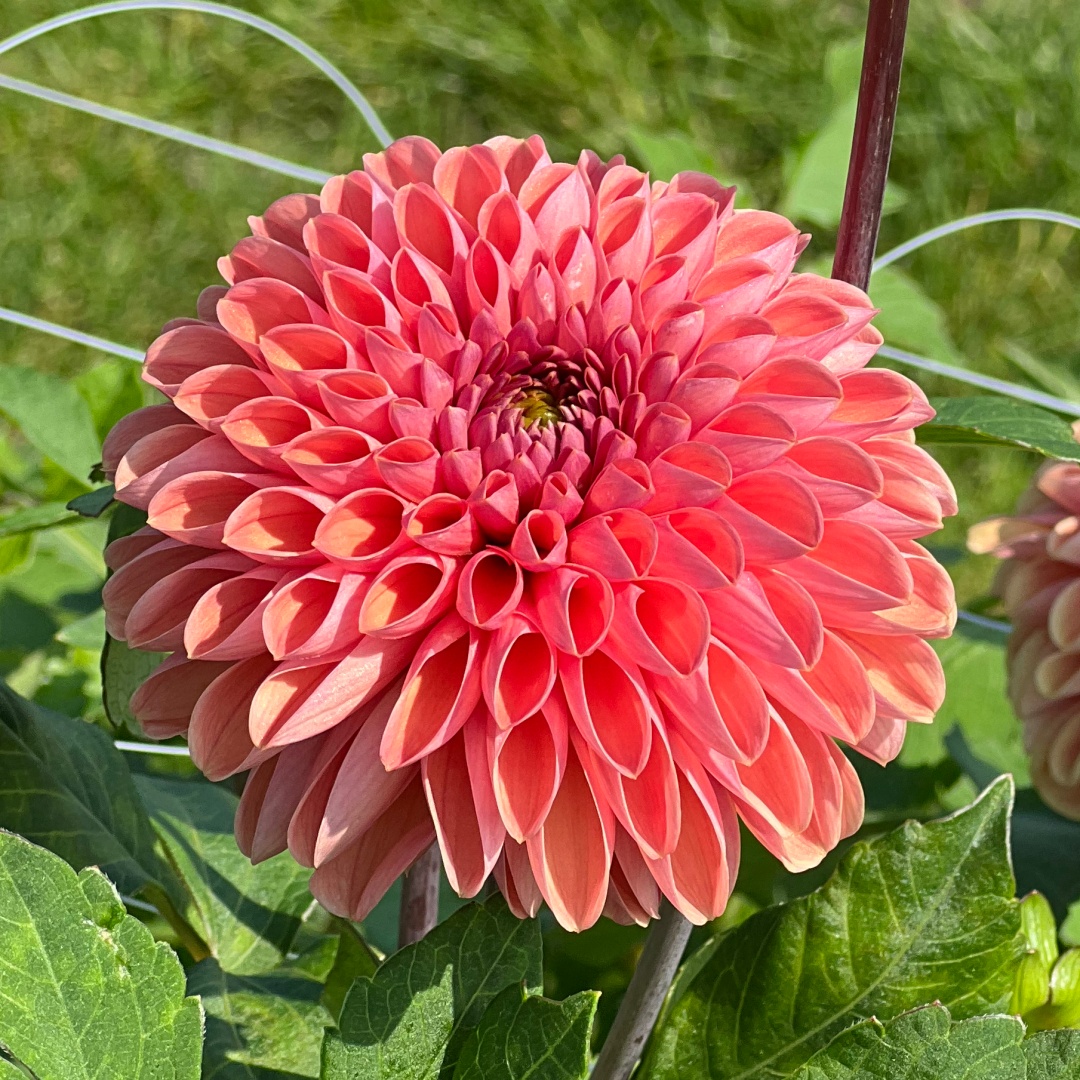 Dekorativdahlia 'Bestseller'