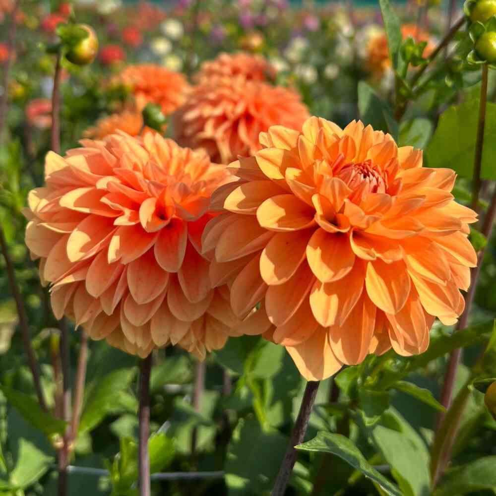 Bolldahlia 'Bazuin Bright Orange'