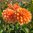 Bolldahlia 'Bazuin Bright Orange'