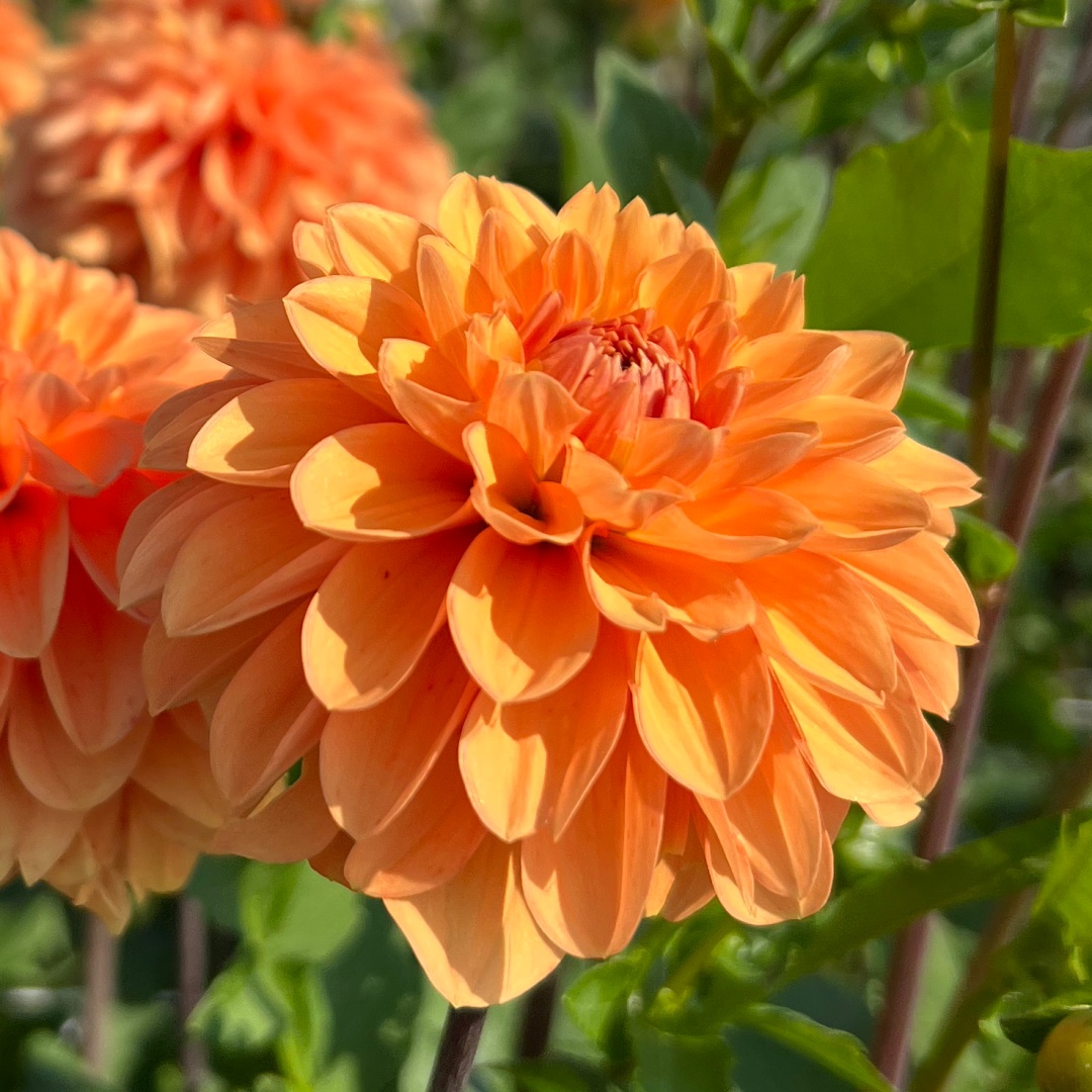 Bolldahlia 'Bazuin Bright Orange'