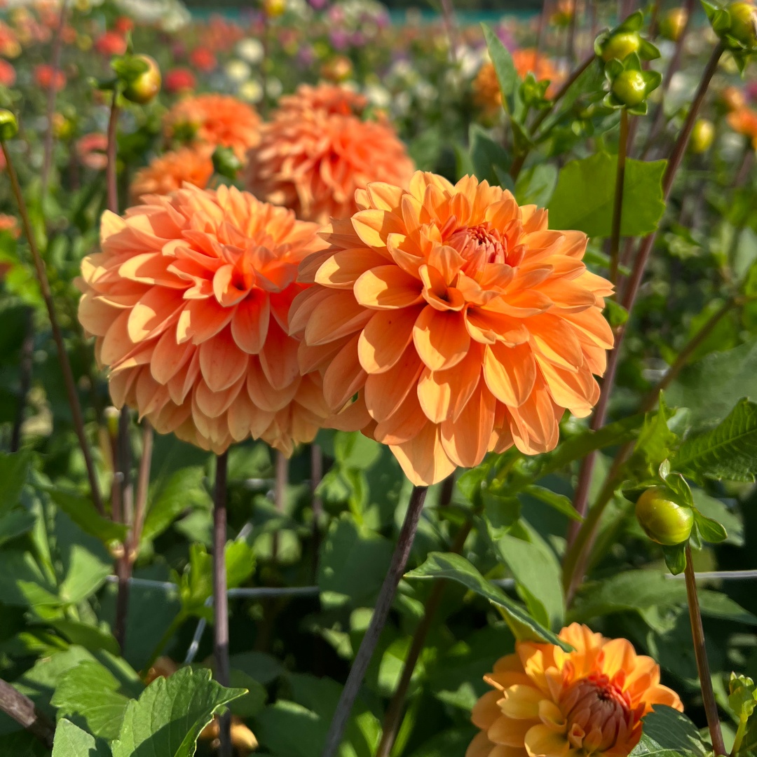 Bolldahlia 'Bazuin Bright Orange'