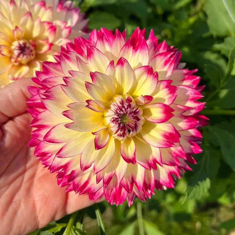 Dekorativdahlia 'Aphrodite'