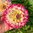 Dekorativdahlia 'Aphrodite'