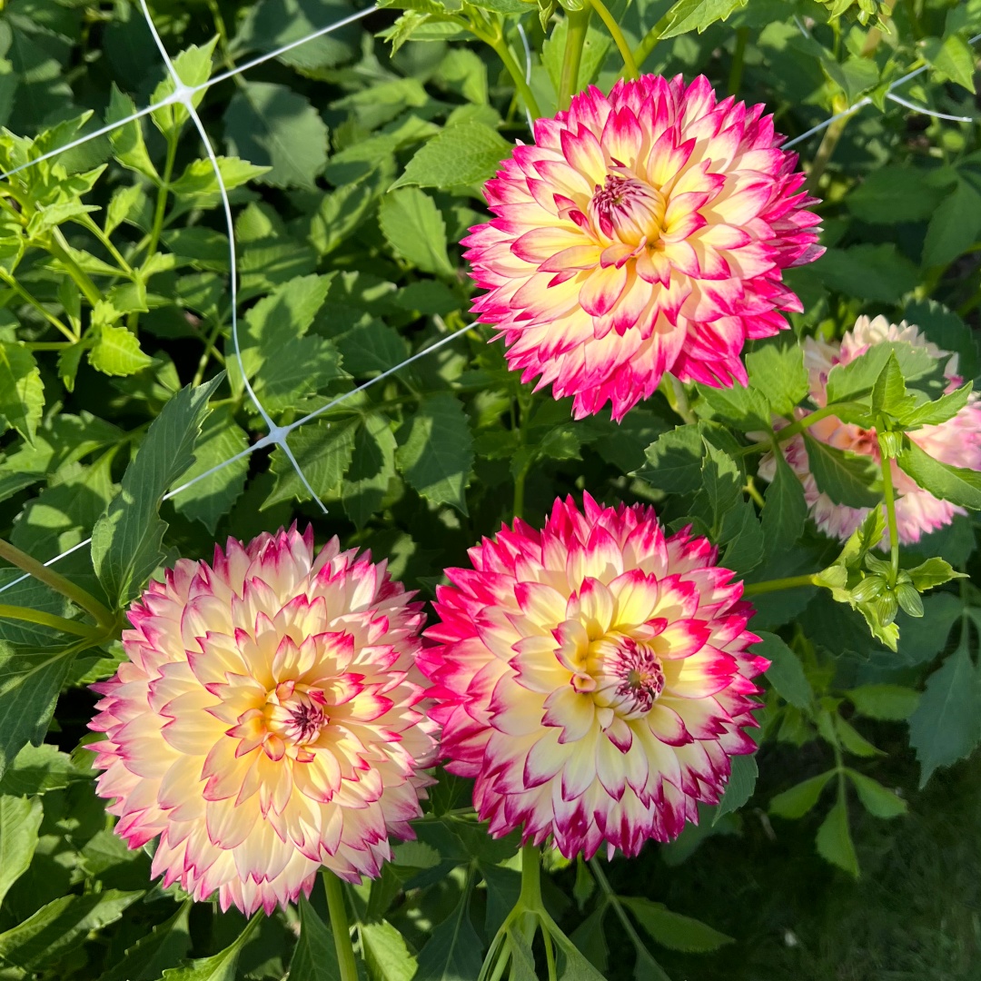 Dekorativdahlia 'Aphrodite'