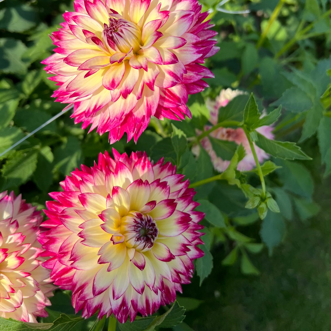 Dekorativdahlia 'Aphrodite'