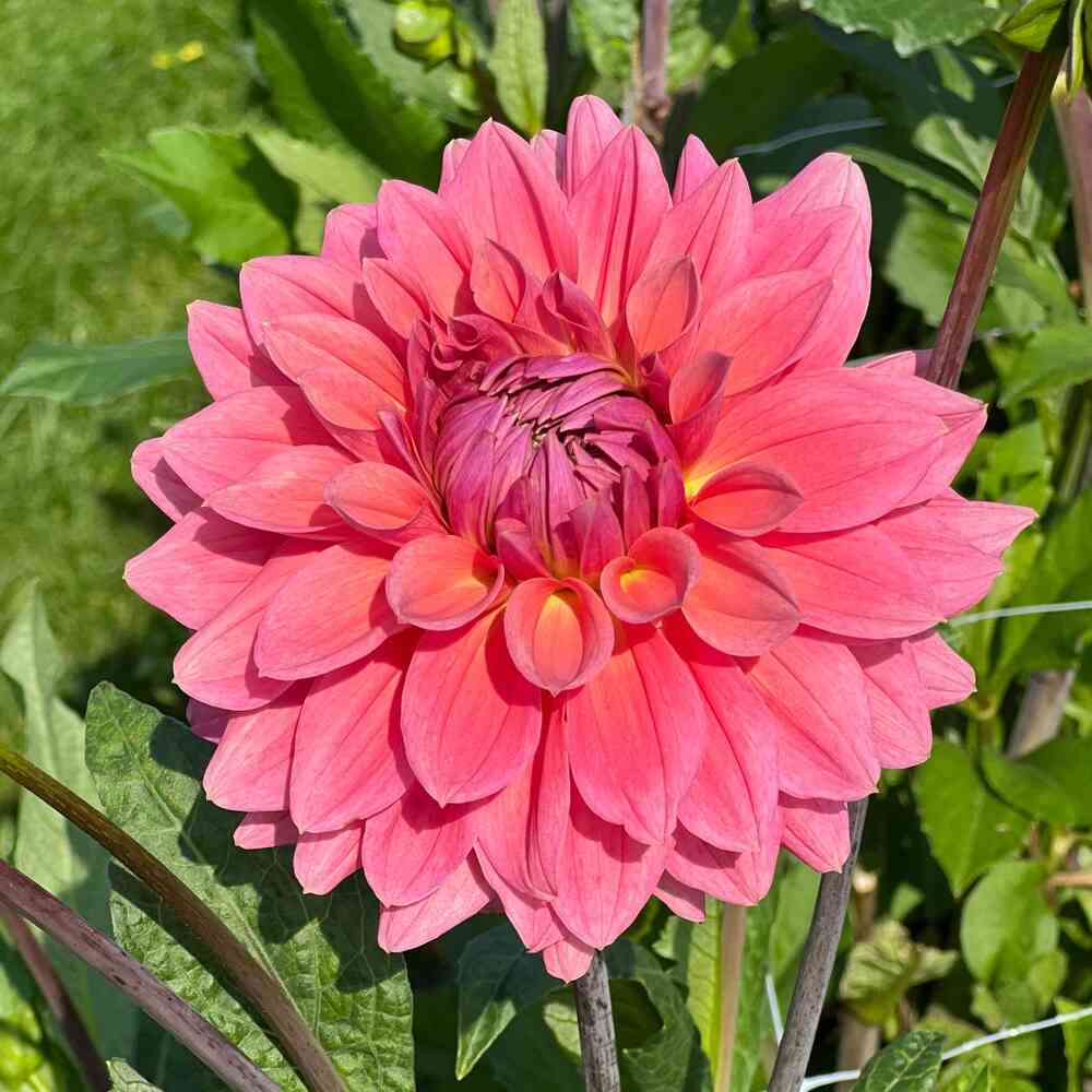 Dekorativdahlia 'Anne Claire'