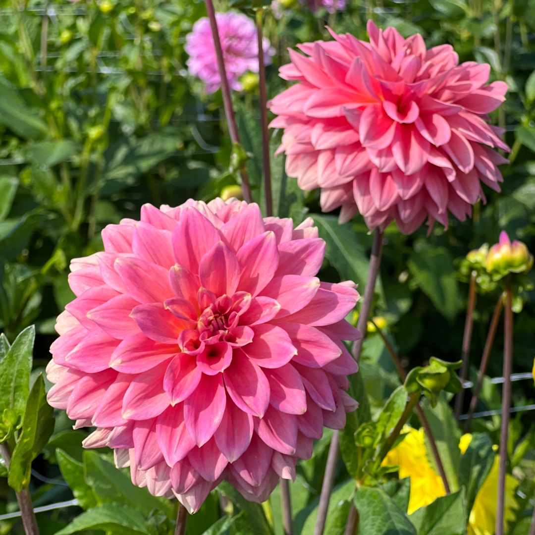 Dekorativdahlia 'Anne Claire'