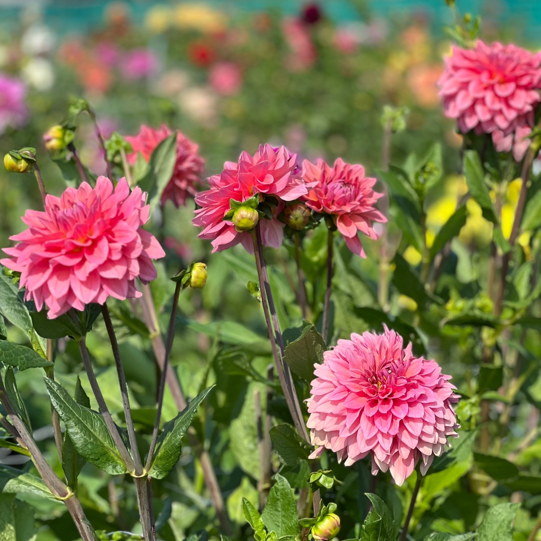 Dekorativdahlia 'Anne Claire'