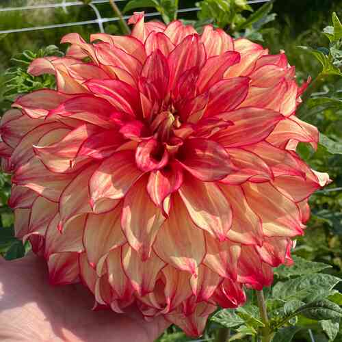 Dekorativdahlia 'Lady Darlene'