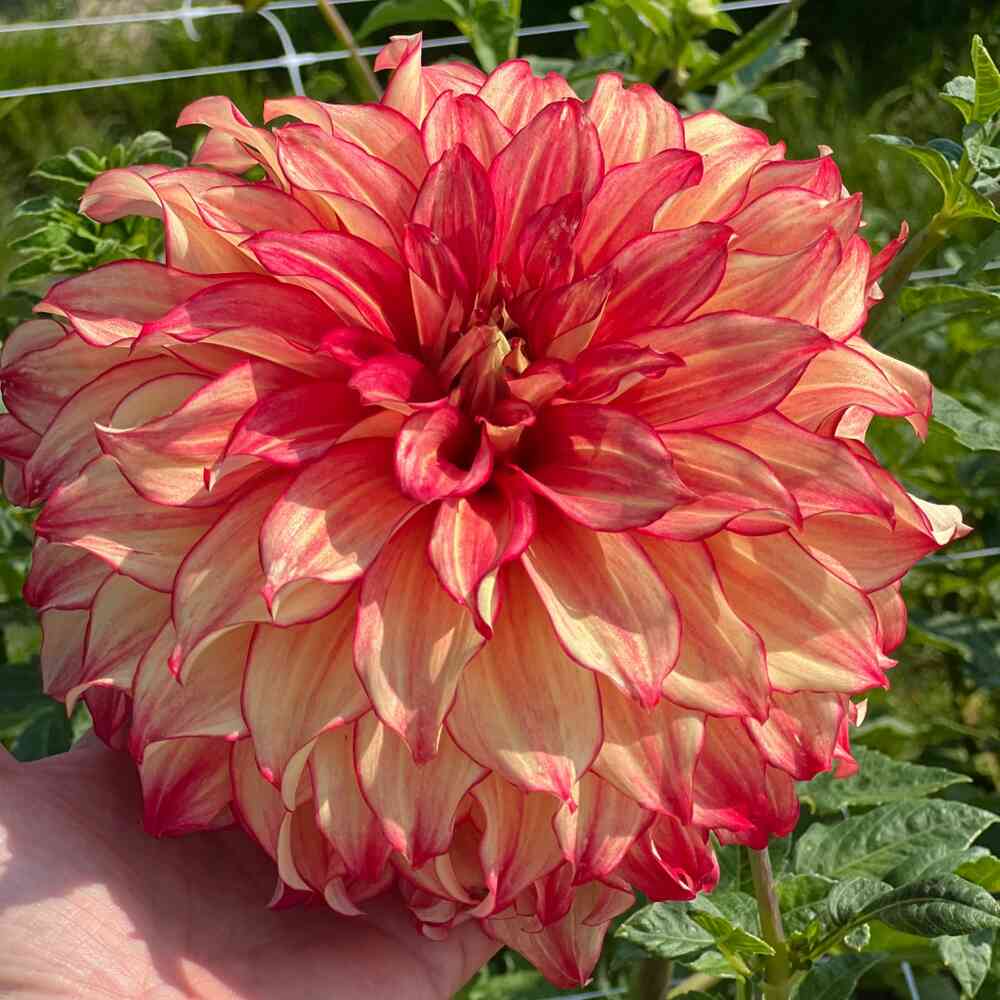 Dekorativdahlia 'Lady Darlene'