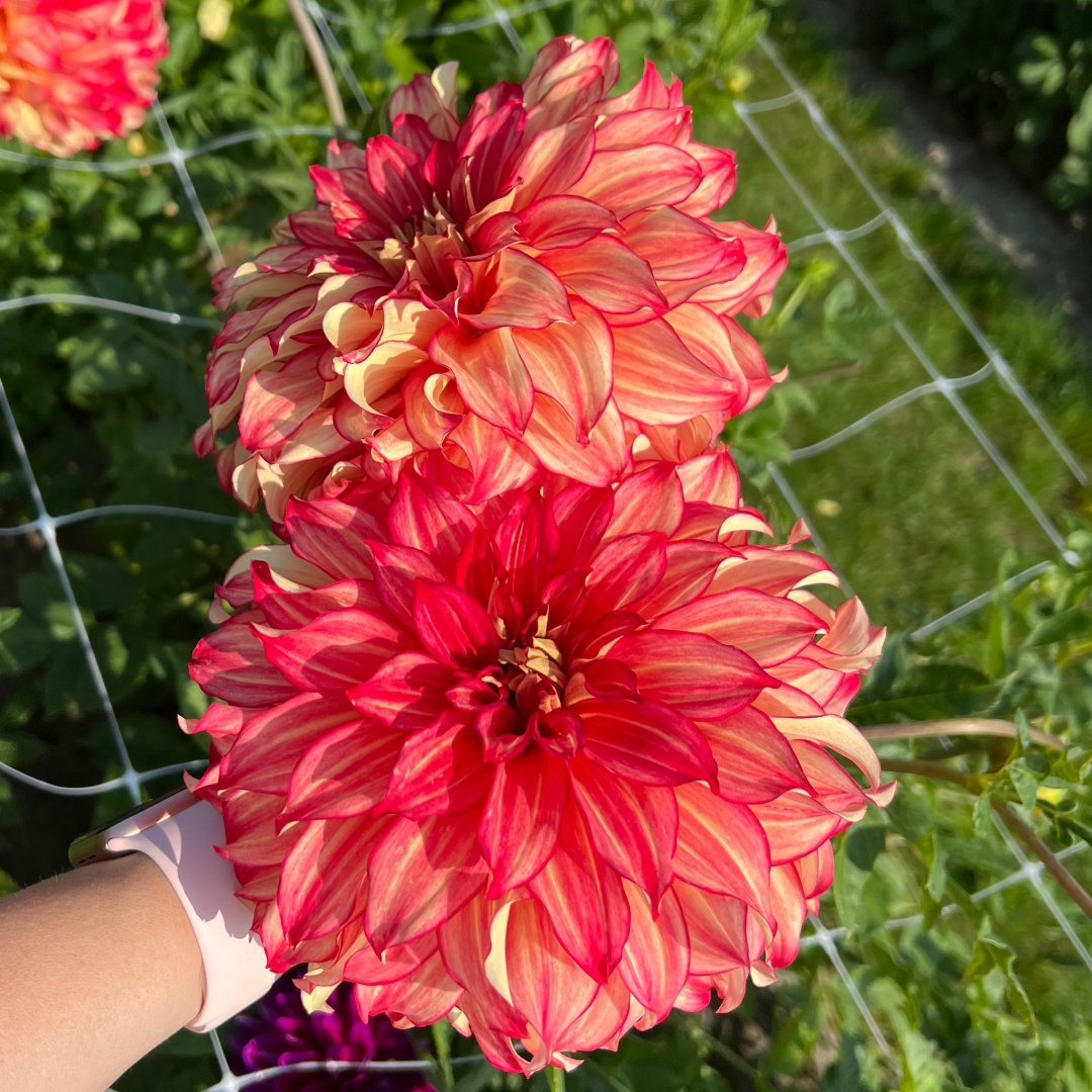 Dekorativdahlia 'Lady Darlene'