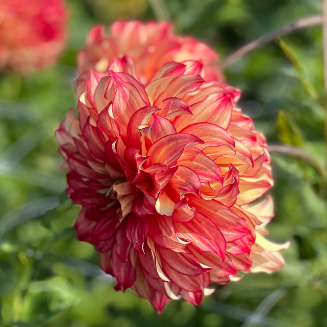 Dekorativdahlia 'Lady Darlene'