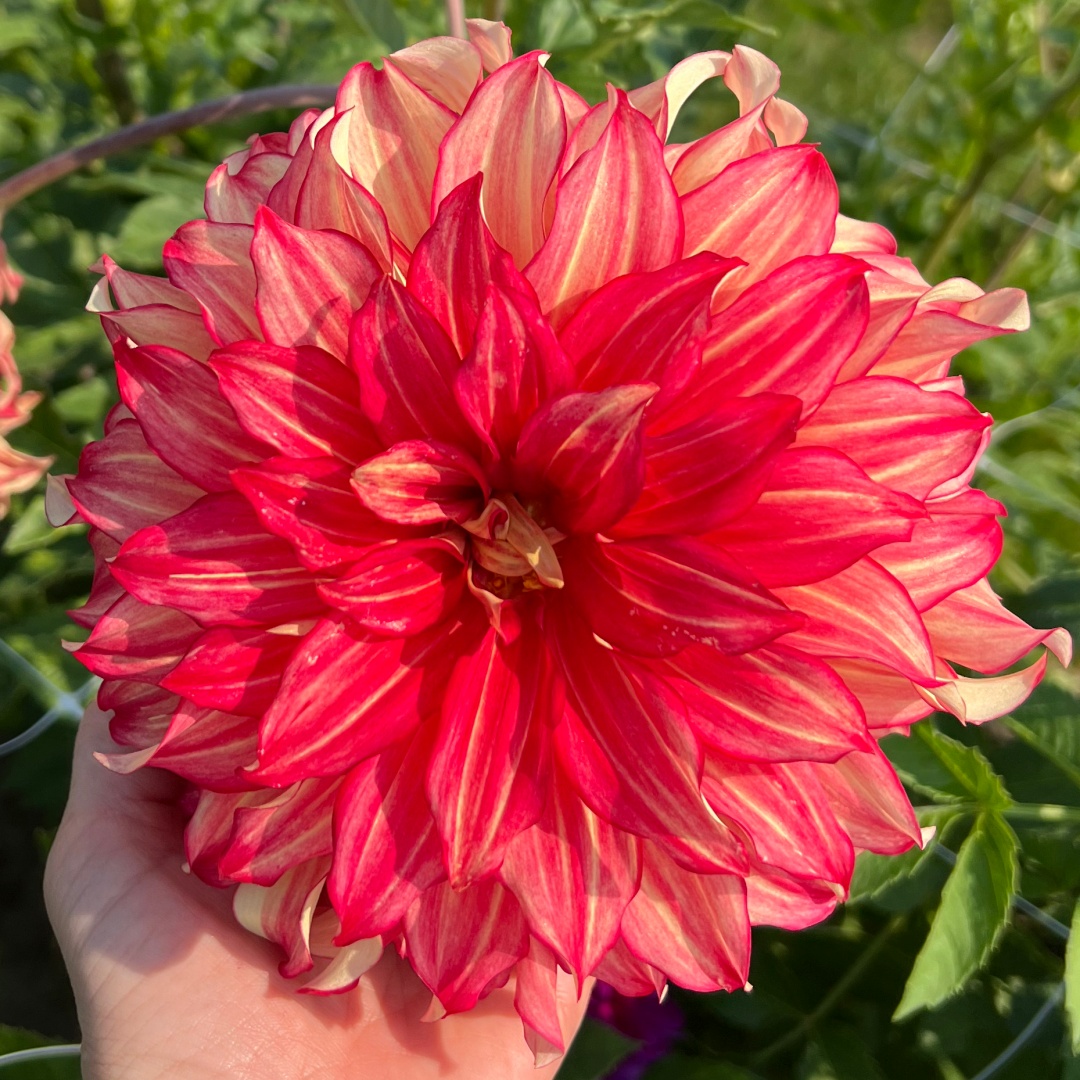 Dekorativdahlia 'Lady Darlene'