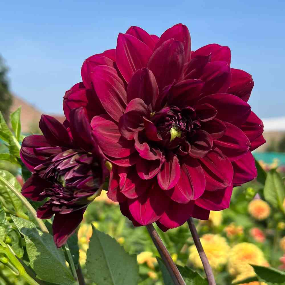 Dekorativdahlia 'Admiral Rawlings'