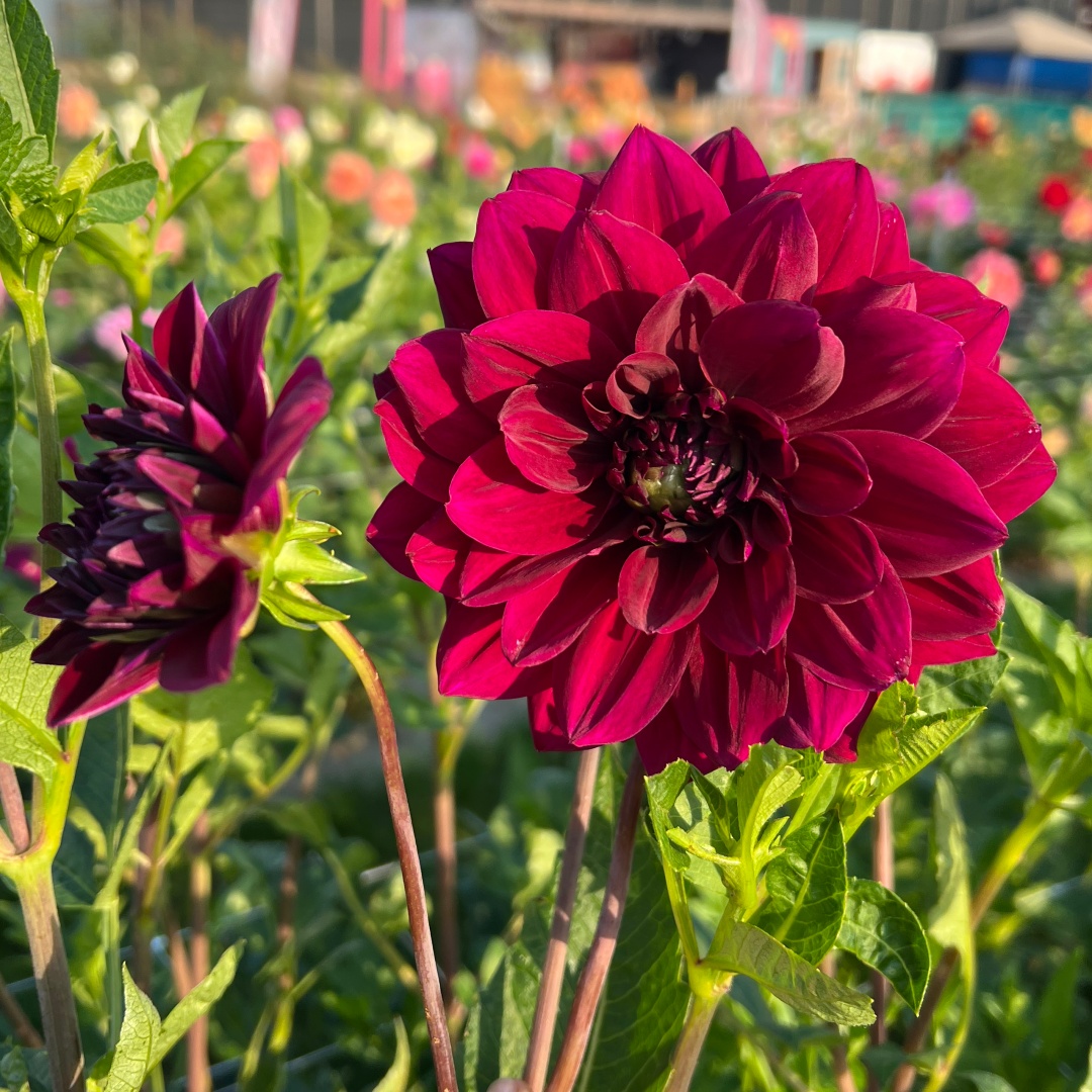 Dekorativdahlia 'Admiral Rawlings'