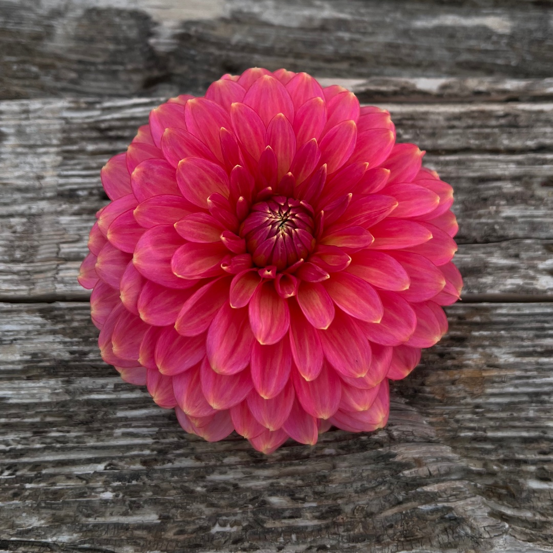 Dekorativdahlia 'Rina Bredie'