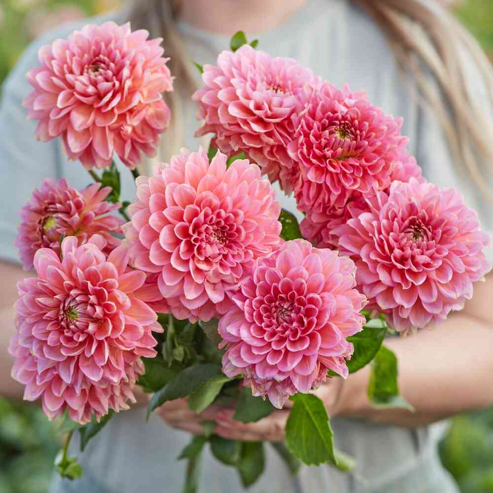 Dekorativdahlia 'Rina Bredie'