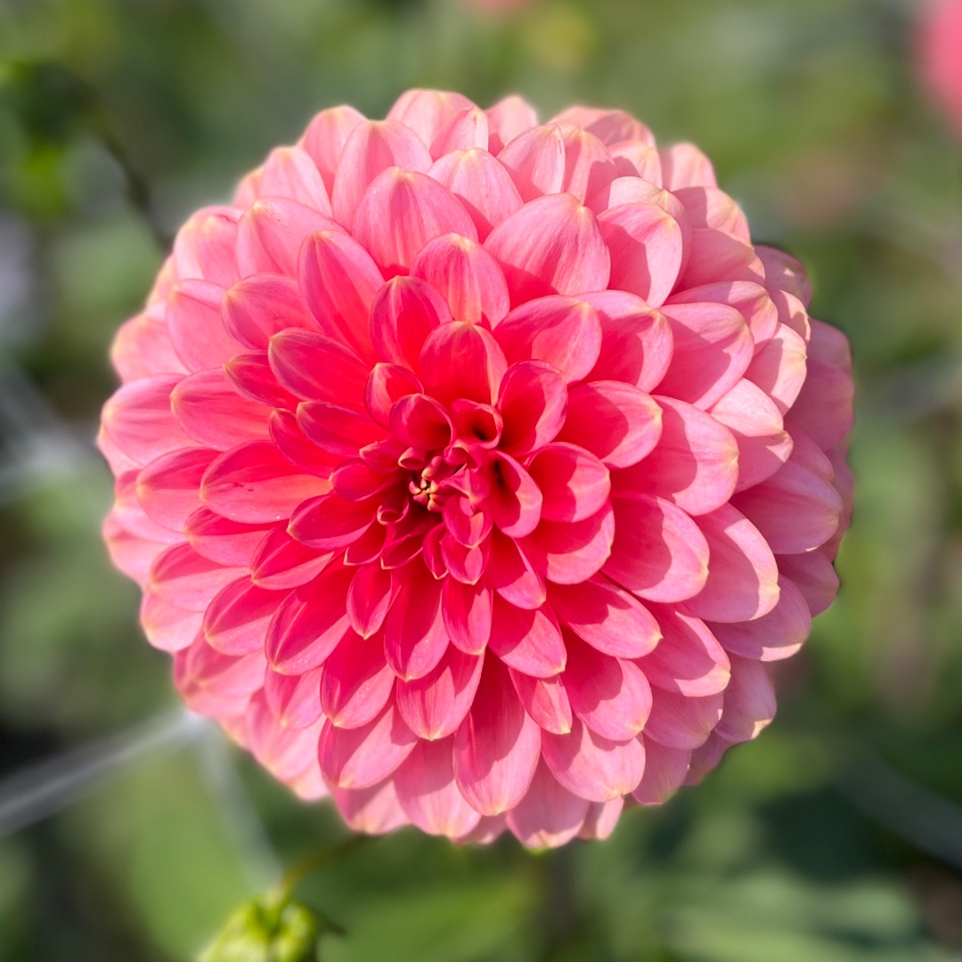 Dekorativdahlia 'Rina Bredie'