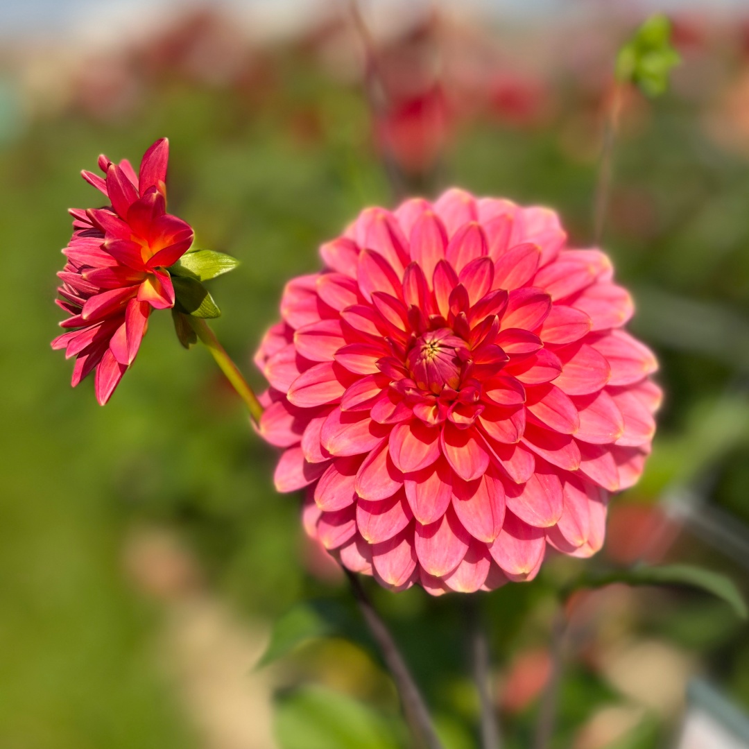 Dekorativdahlia 'Rina Bredie'