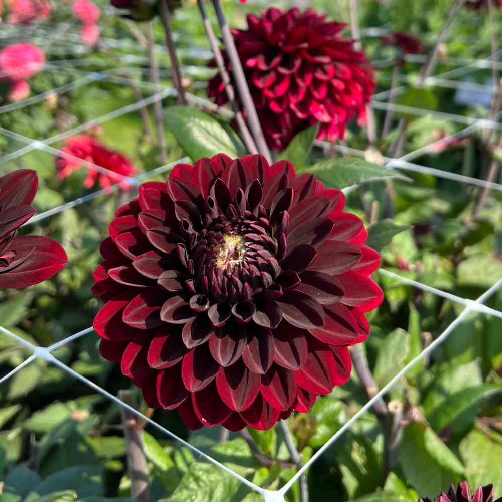 Dekorativdahlia 'Dark Destiny'