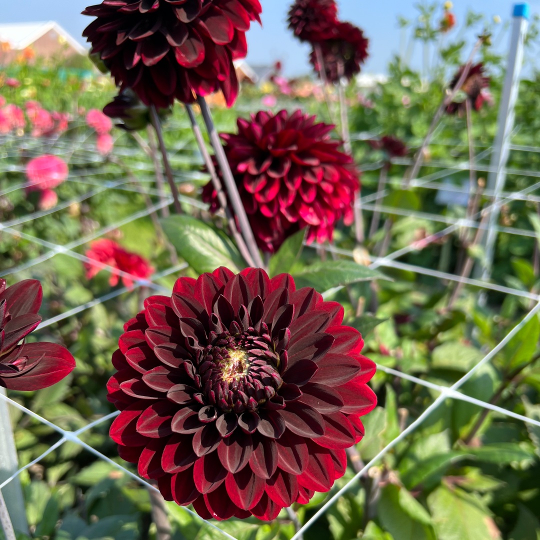 Dekorativdahlia 'Dark Destiny'