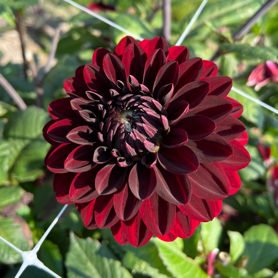 Dekorativdahlia 'Dark Destiny'