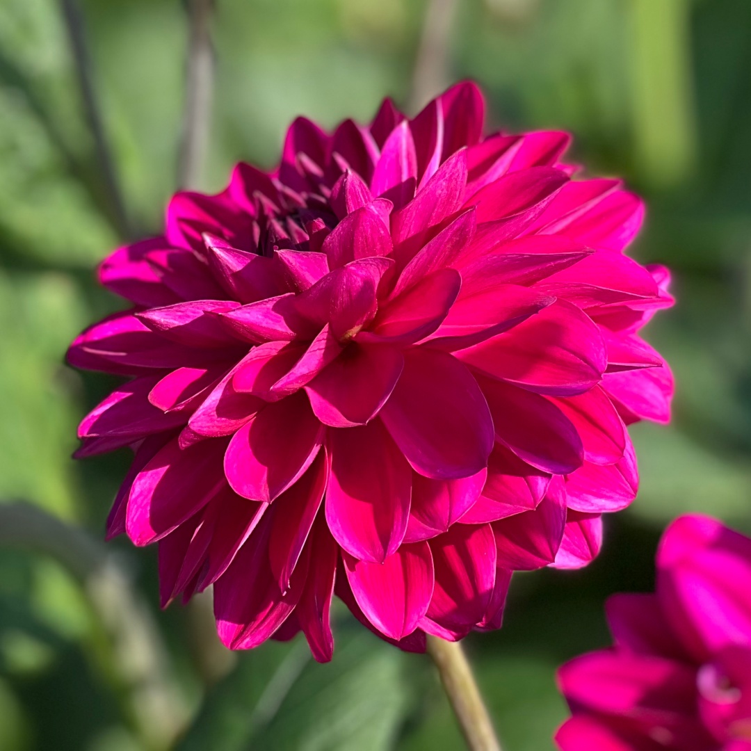Dekorativdahlia 'Candy Time'