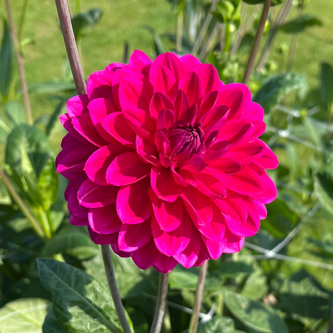 Dekorativdahlia 'Candy Time'