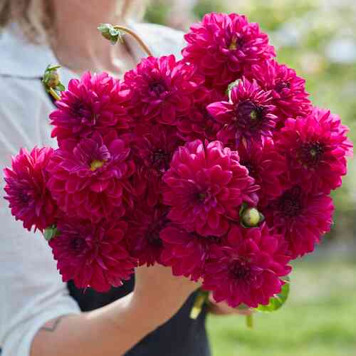 Dekorativdahlia 'Candy Time'