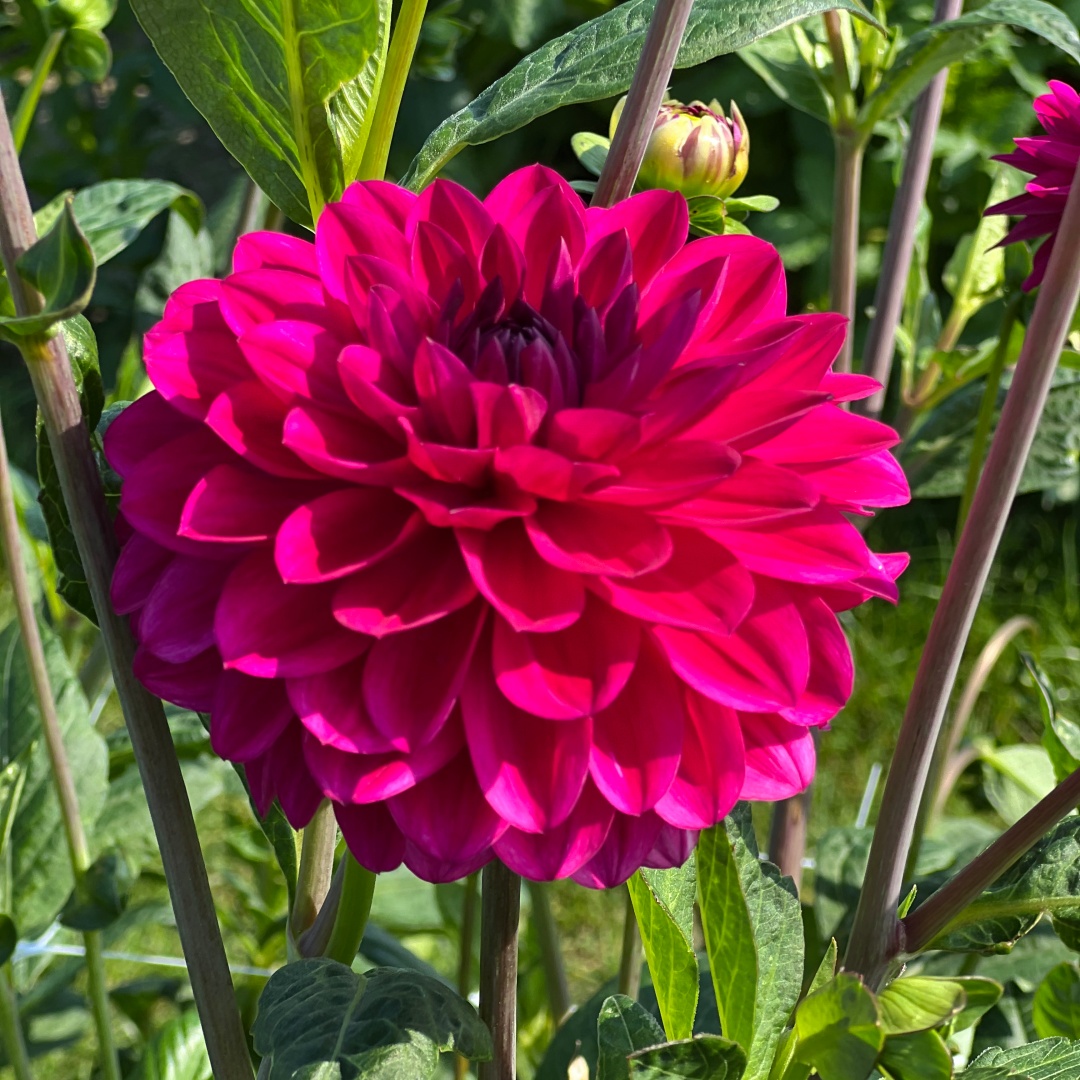 Dekorativdahlia 'Candy Time'