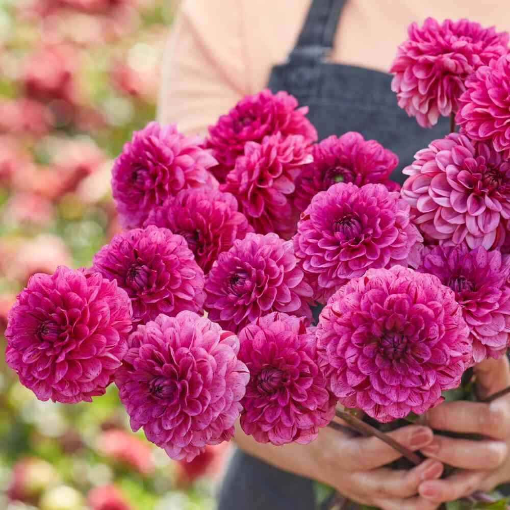 Dekorativdahlia 'Laughing Lizzy'
