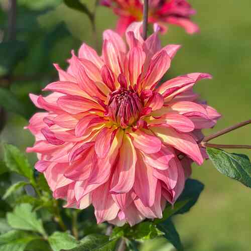 Dekorativdahlia 'Dutch Delight'