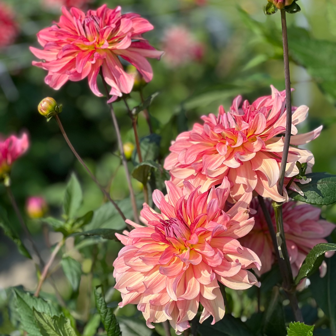 Dekorativdahlia 'Dutch Delight'