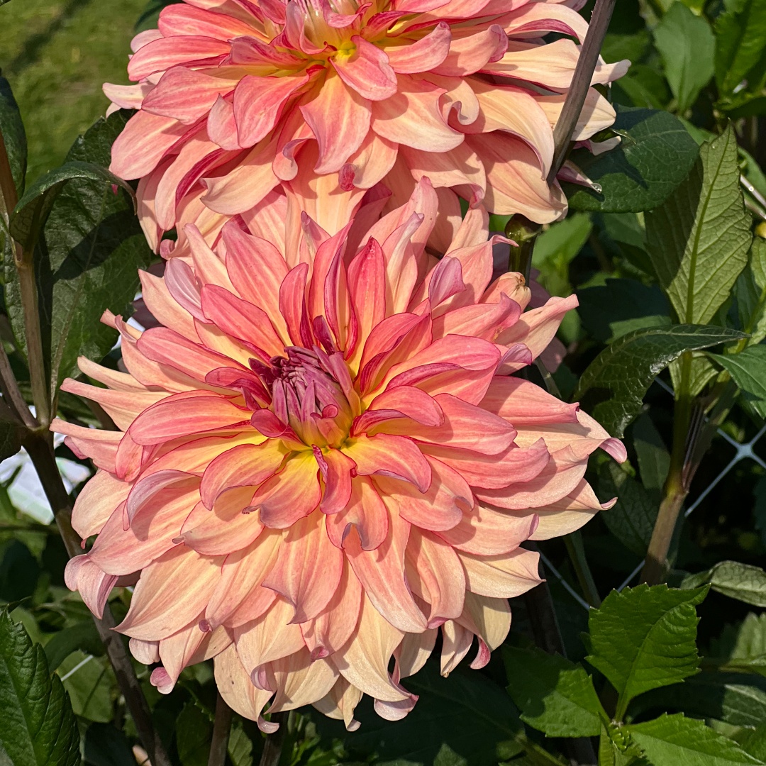 Dekorativdahlia 'Dutch Delight'
