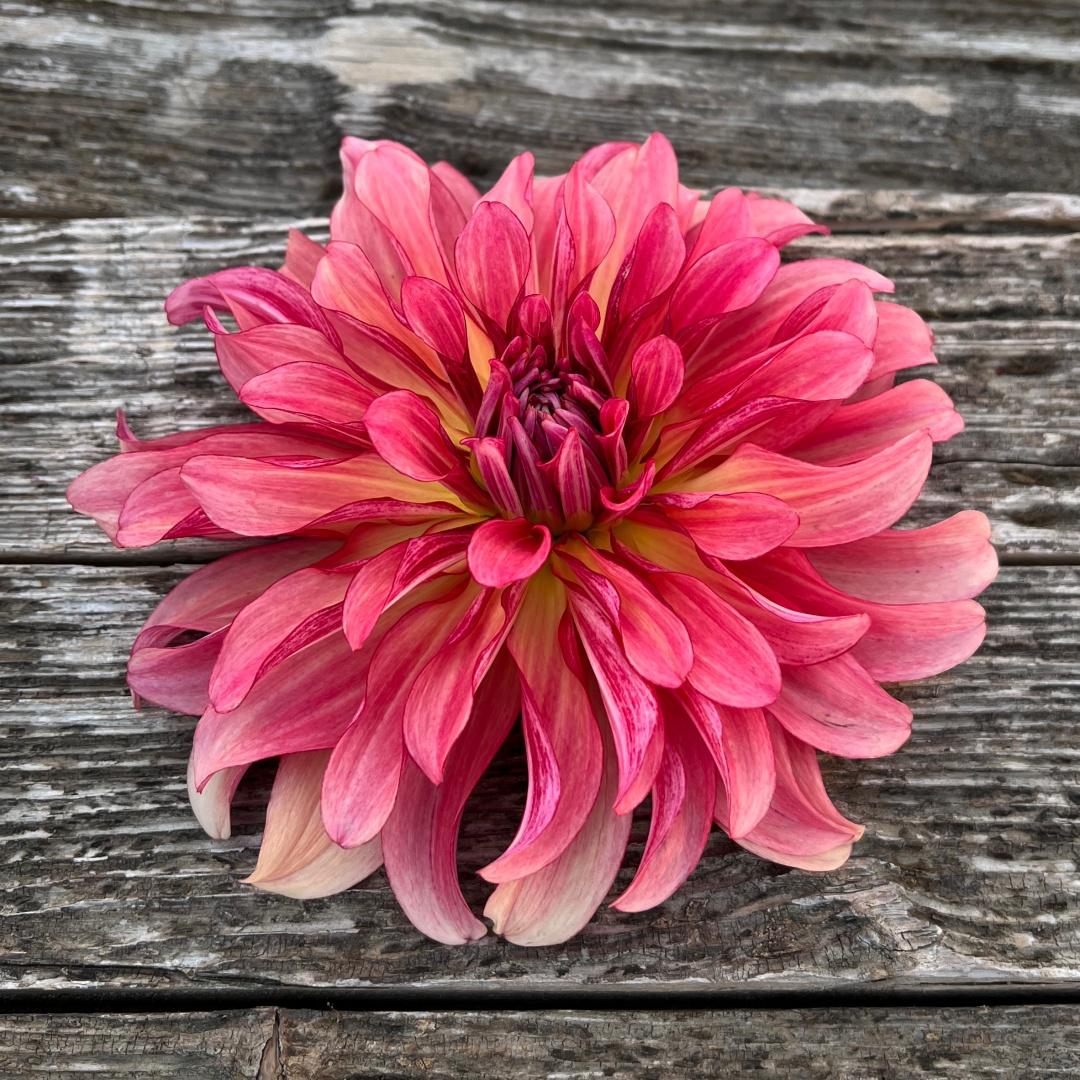 Dekorativdahlia 'Dutch Delight'