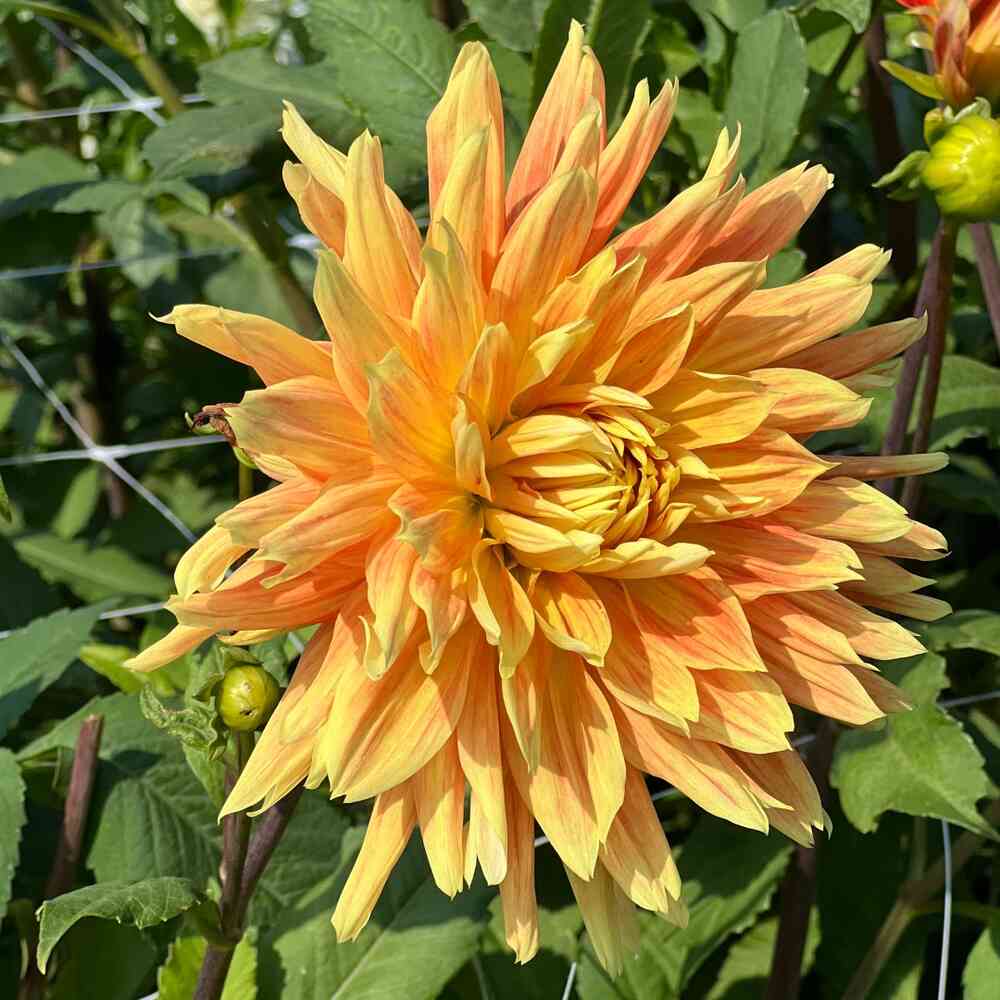 Dekorativdahlia 'Life Force'