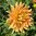 Koristedaalia 'Life Force'