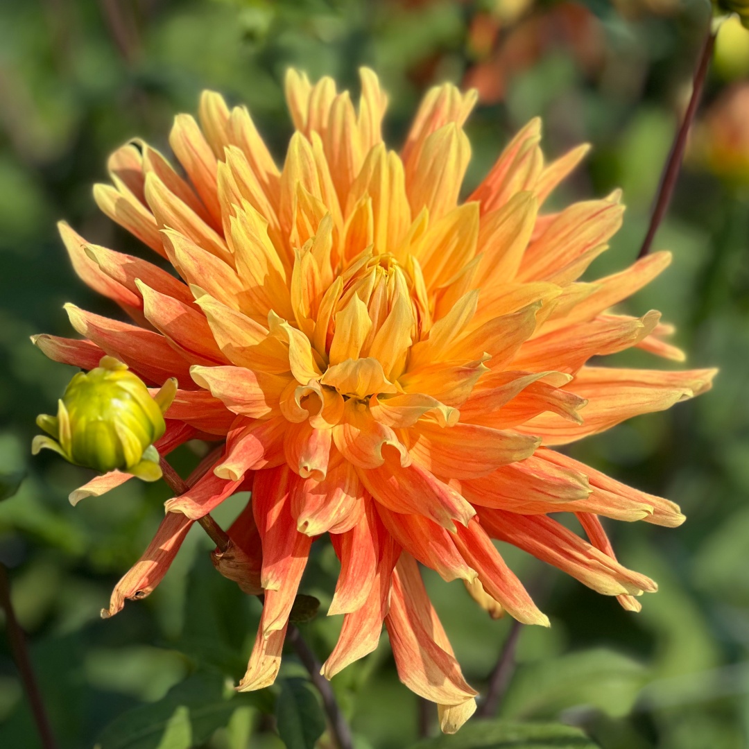 Dekorativdahlia 'Life Force'