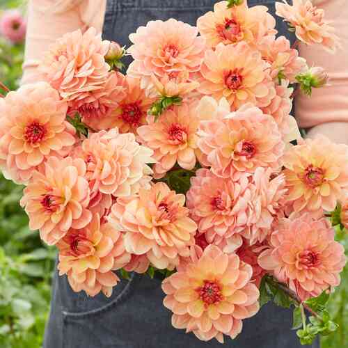 Dekorativdahlia 'Elegant Lady'