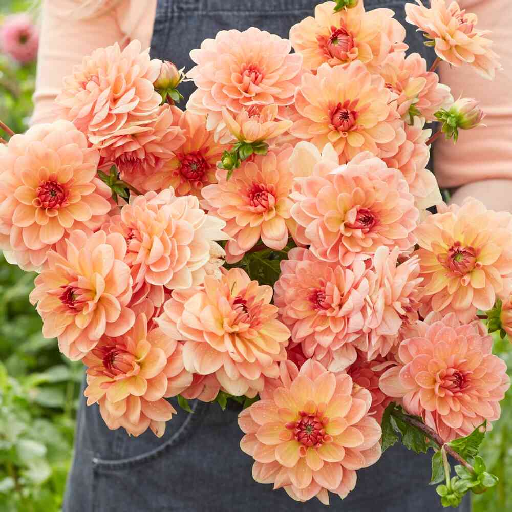 Dekorativdahlia 'Elegant Lady'