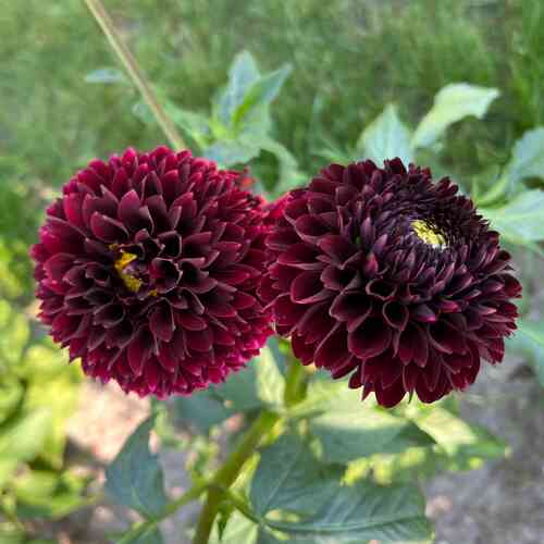 Bolldahlia 'Black Pierre'