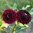 Bolldahlia 'Black Pierre'