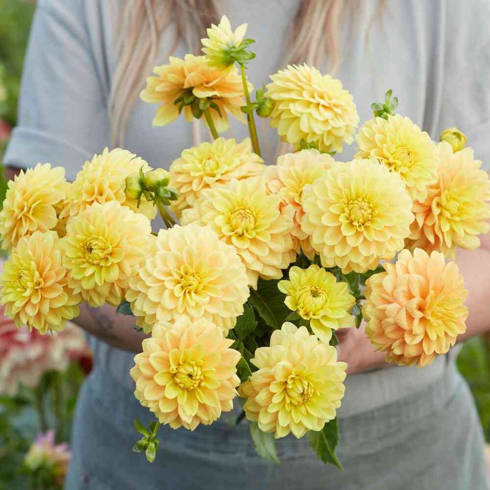 Dekorativdahlia 'Bocherell'