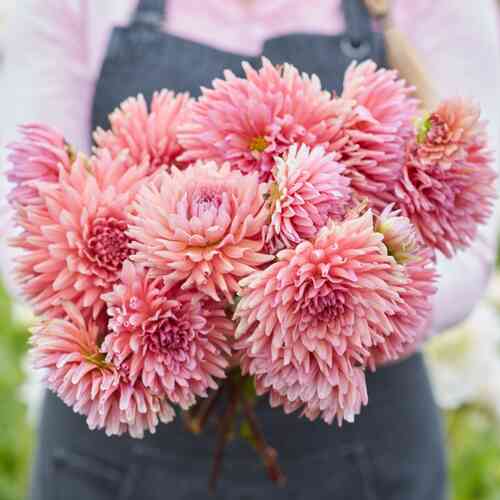 Kaktusdahlia 'Madeleine'