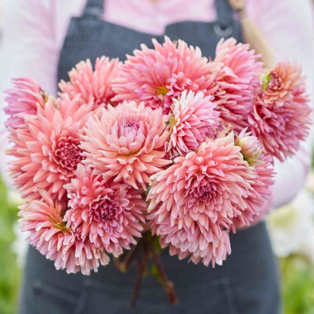 Kaktusdahlia 'Madeleine'