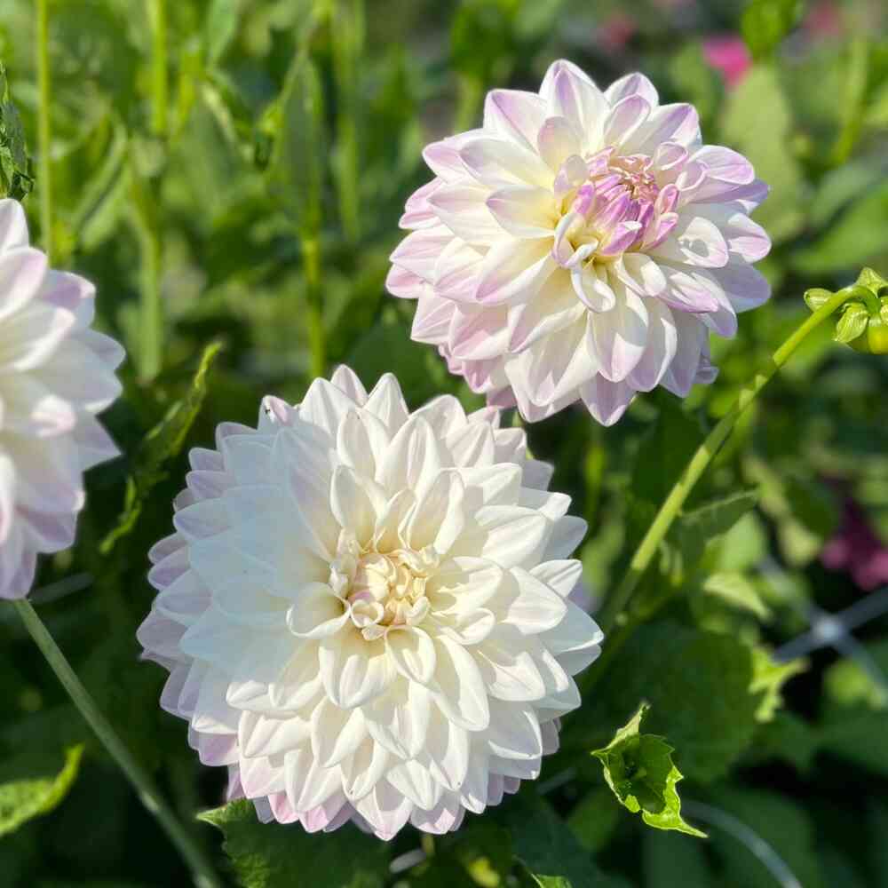 Dekorativdahlia 'Mama Mia'